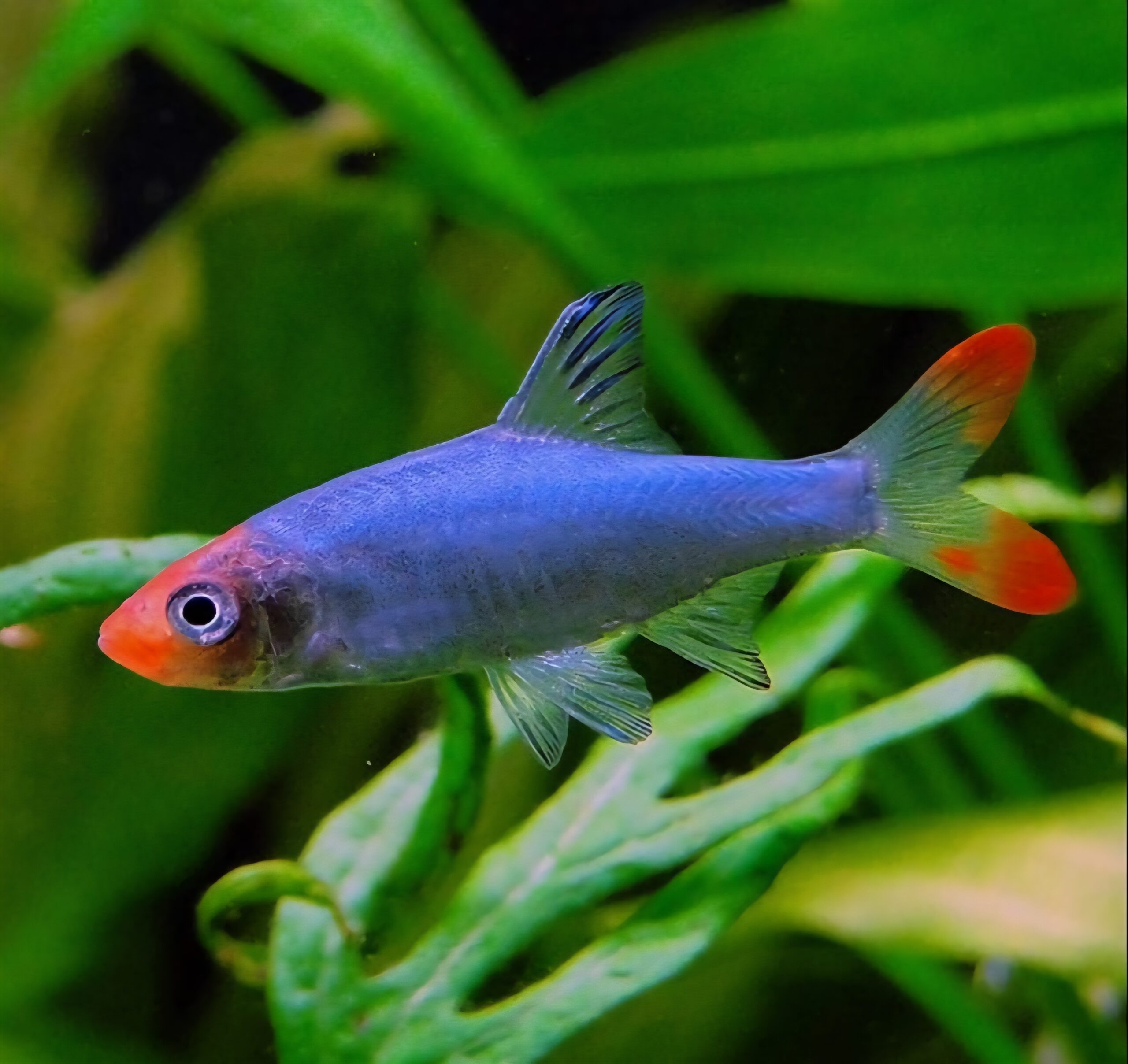 Asian Rummynose - Sawbwa resplendens