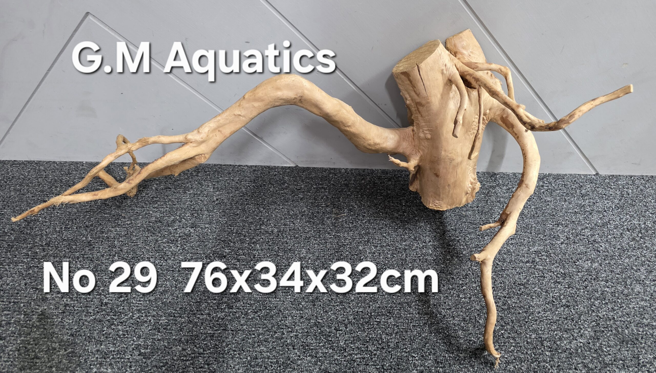Red moor / Azalea wood No 29 76x34x32cm