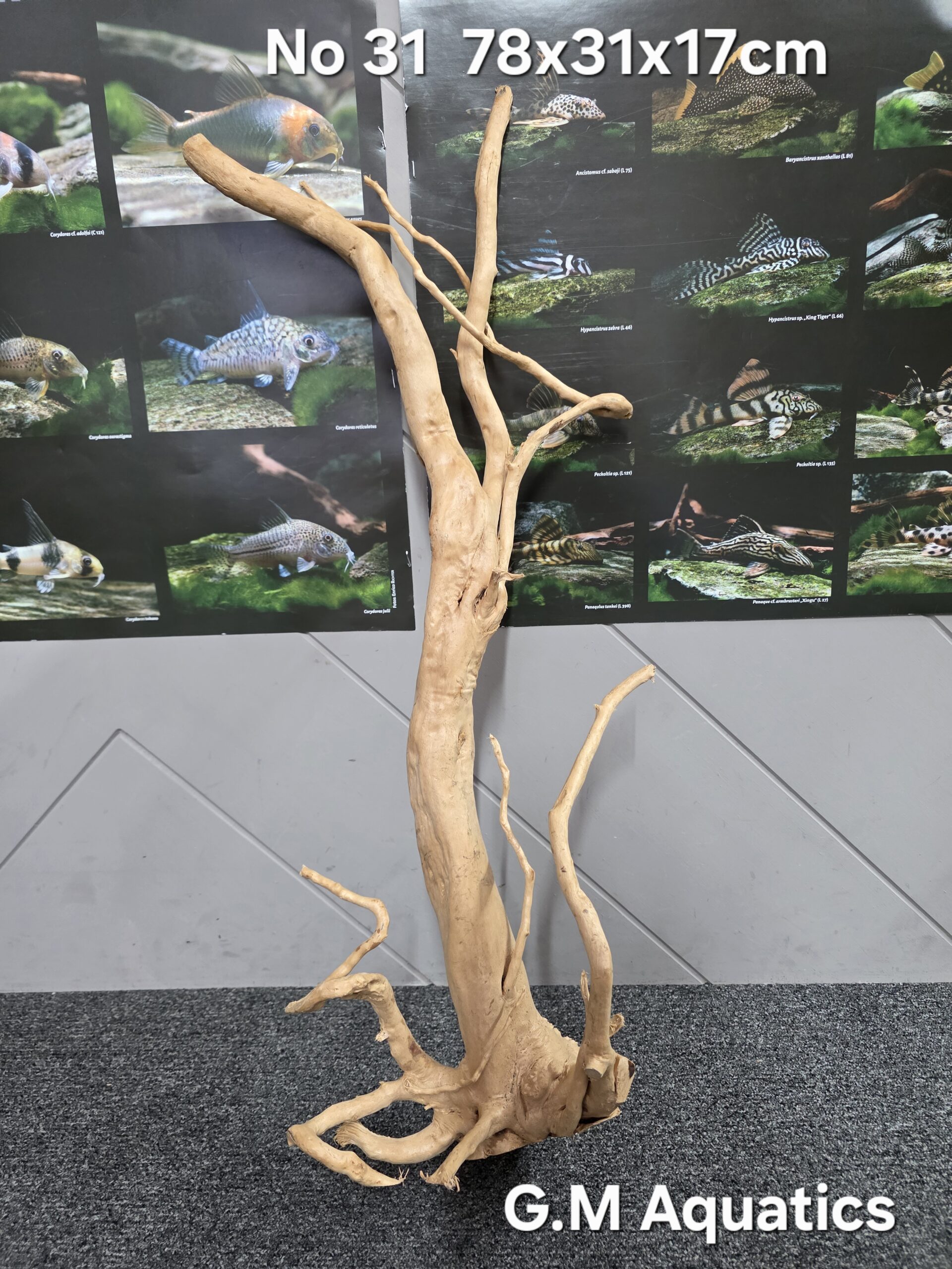 Red moor / Azalea wood No 31 78x31x17cm - Image 2