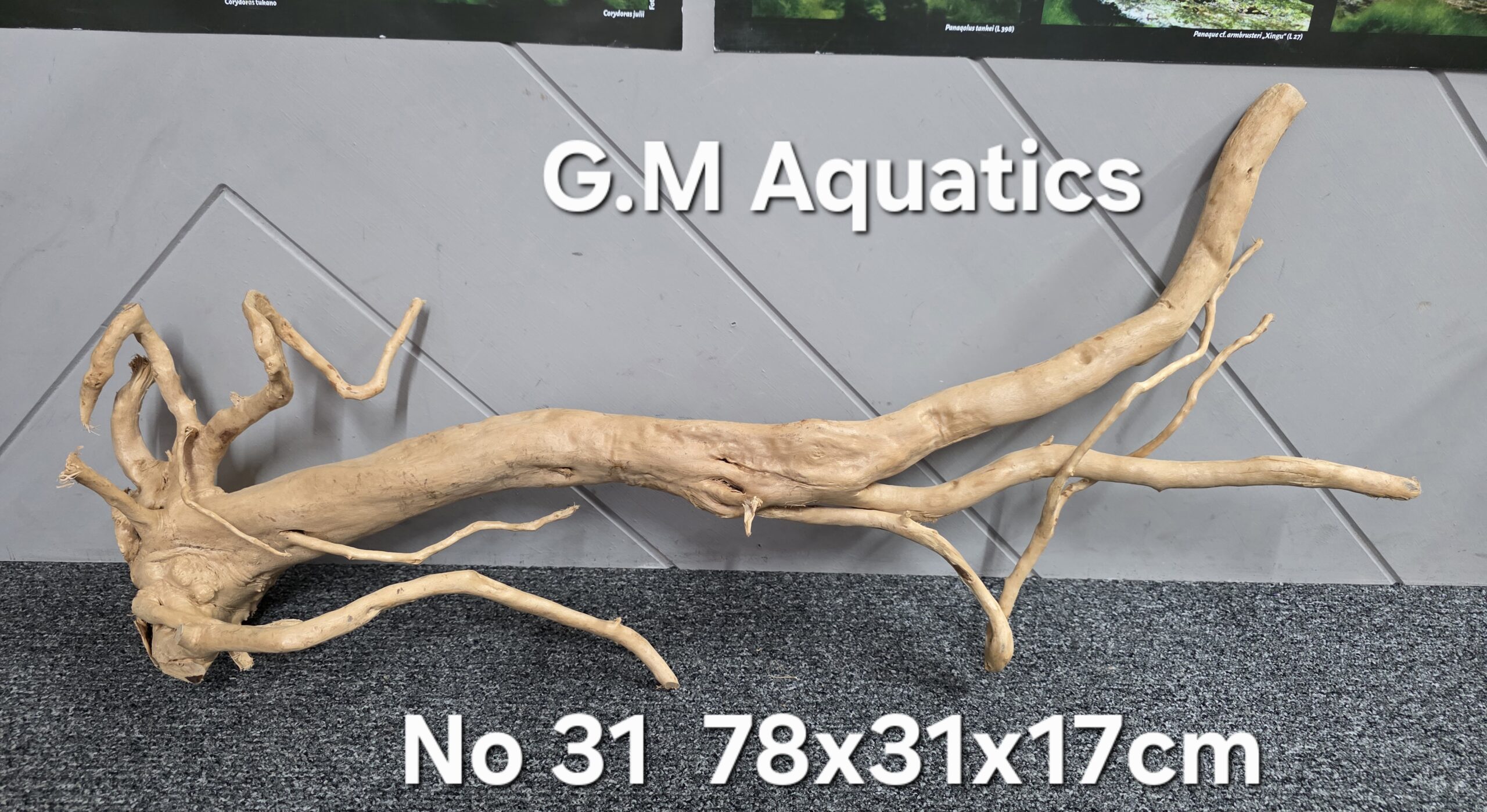 Red moor / Azalea wood No 31 78x31x17cm - Image 3