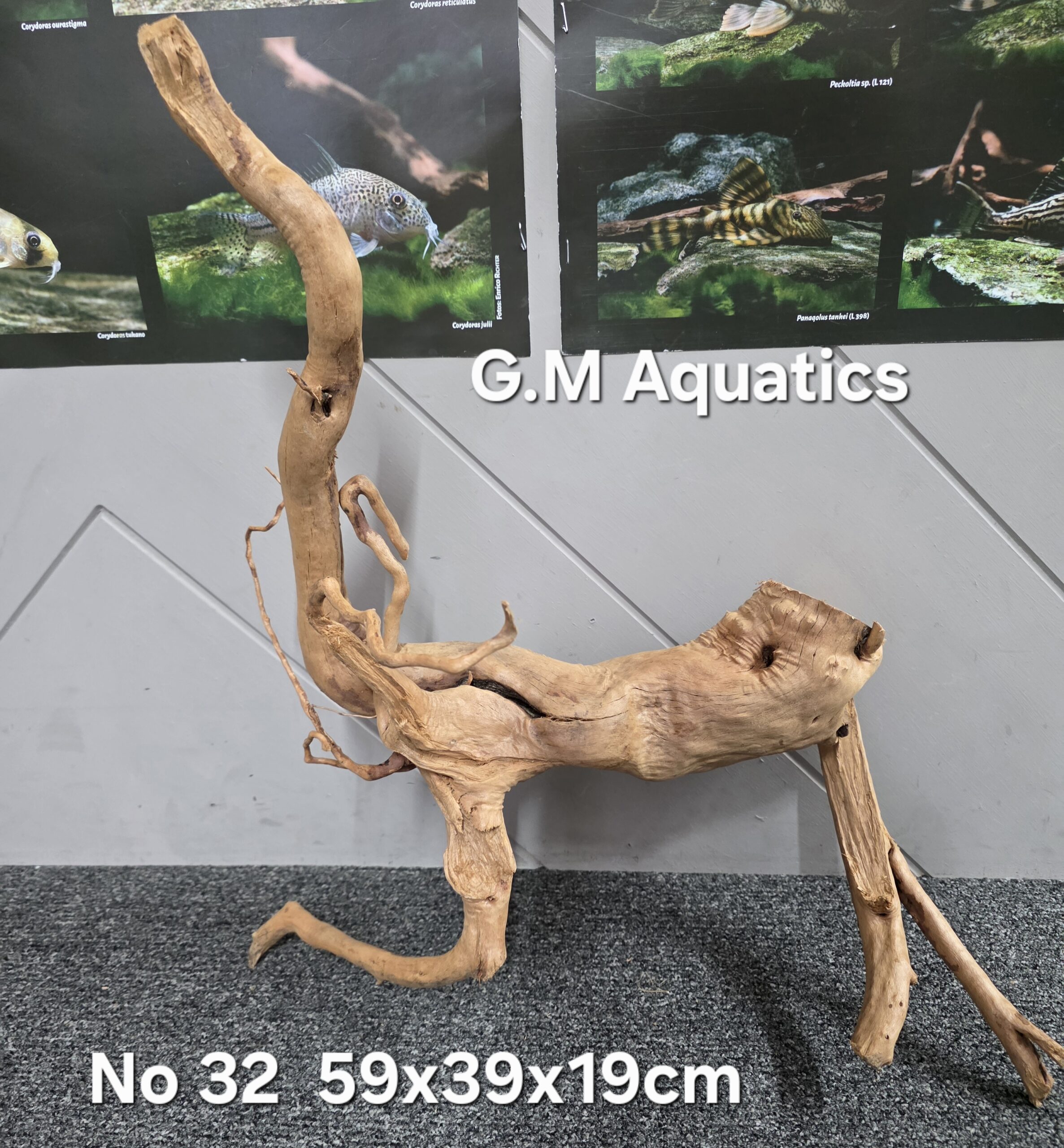 Red moor / Azalea wood No 32 59x39x19cm - Image 2