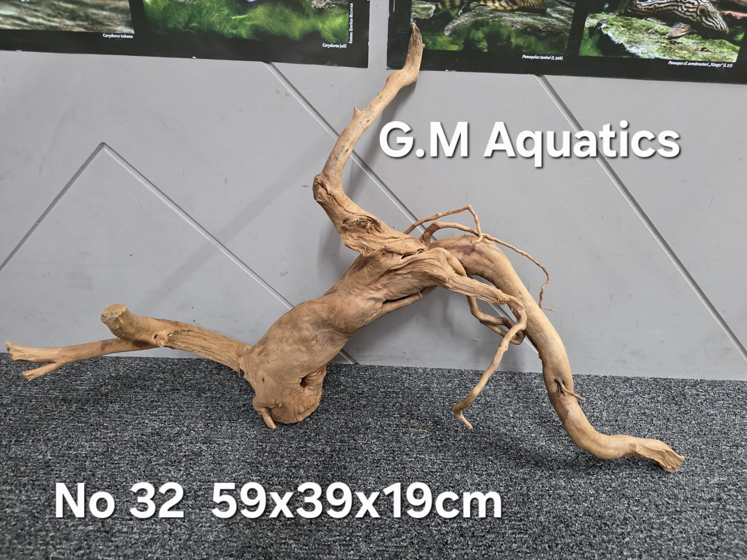 Red moor / Azalea wood No 32 59x39x19cm