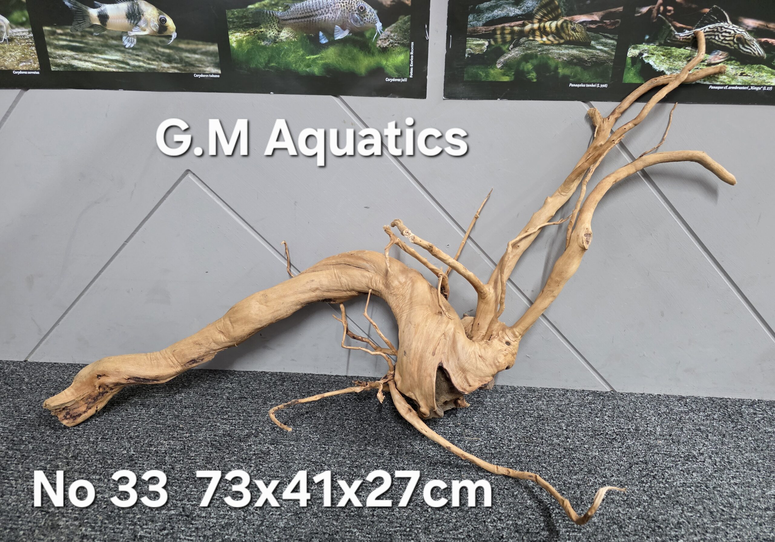 Red moor / Azalea wood No 33 73x41x27cm