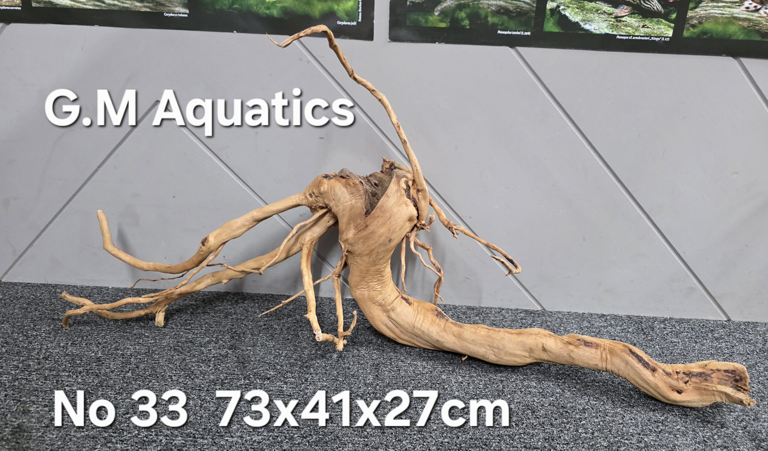 Red moor / Azalea wood No 33 73x41x27cm - Image 3