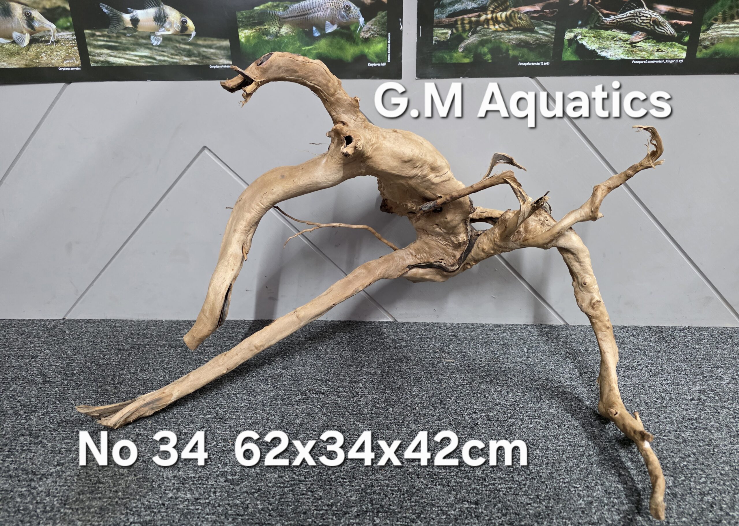 Red moor / Azalea wood No 34 62x34x42cm