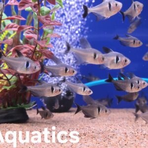 Black  Phantom Tetra -  Megalamphodus megalopterus