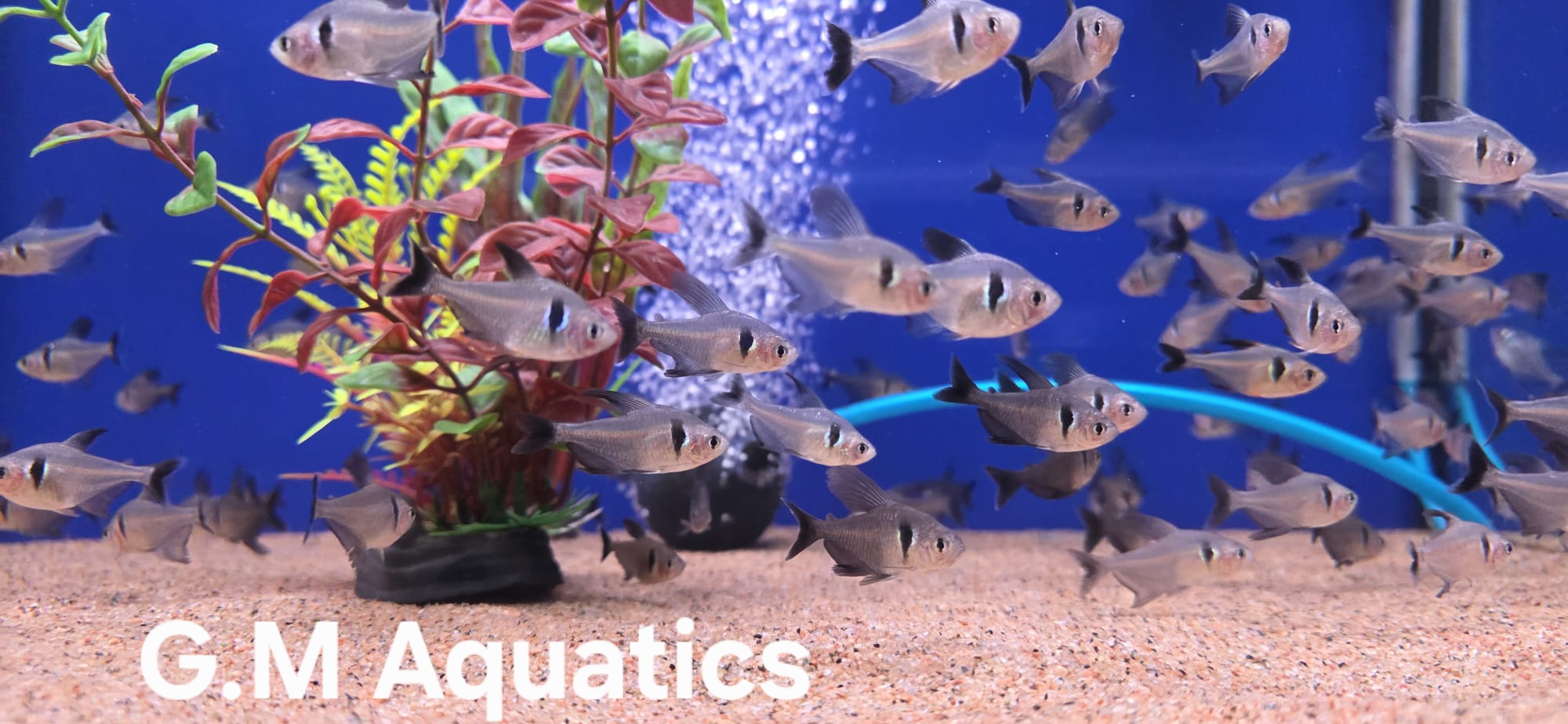 Black Phantom Tetra - Megalamphodus megalopterus