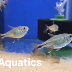 Buenos Aires Tetra Psalidodon anisitsi