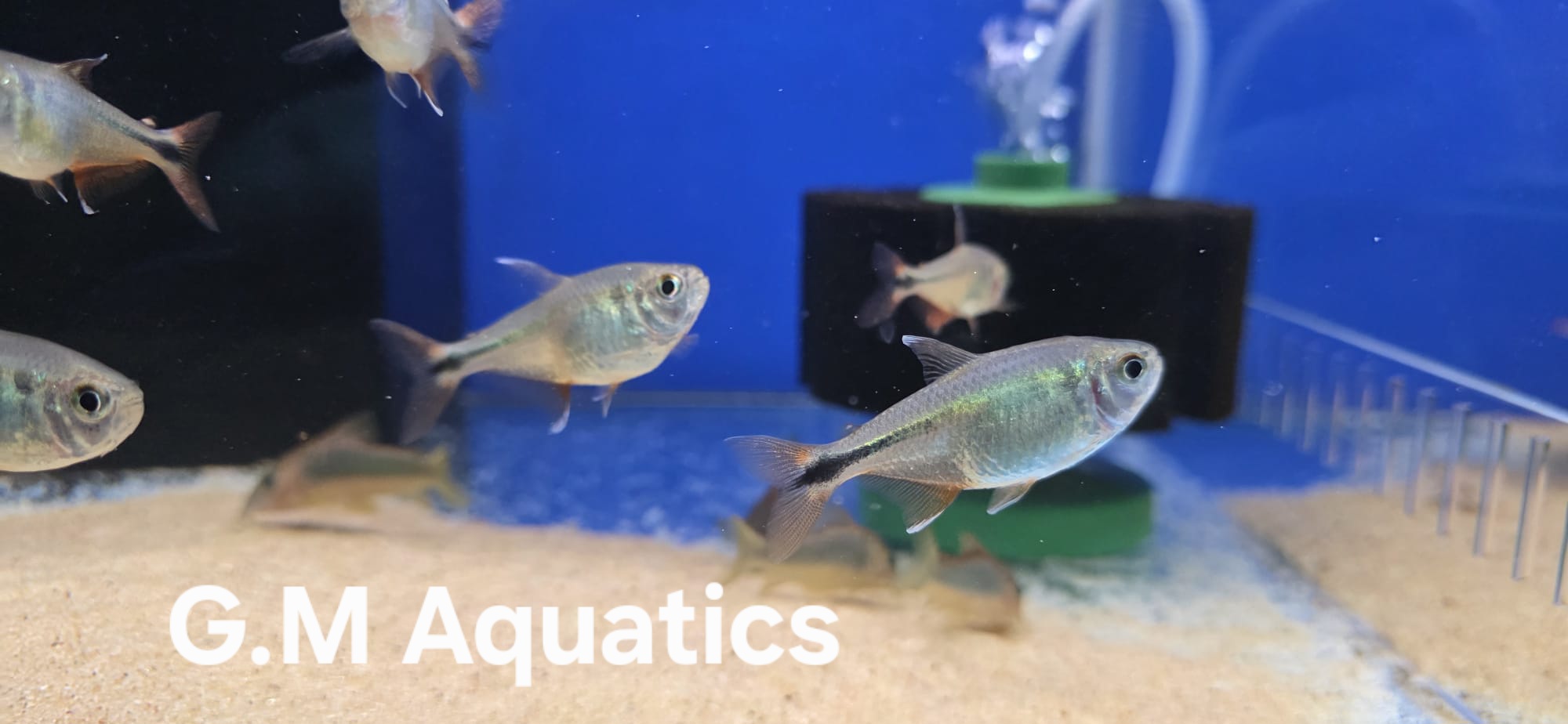 Buenos Aires Tetra Psalidodon anisitsi