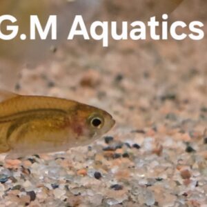 Ember Tetra - Hyphessobrycon amandae