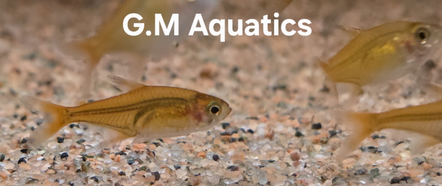 Ember Tetra - Hyphessobrycon amandae