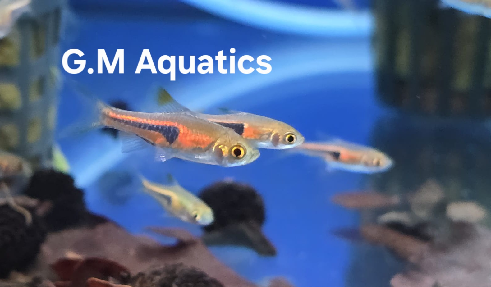 Rasbora Espei - Copper Harlequin