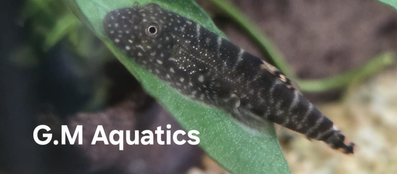Borneo Sucker Loach - Image 4