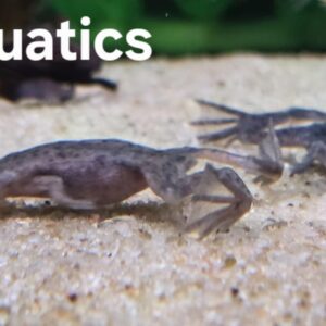 African Dwarf Frog