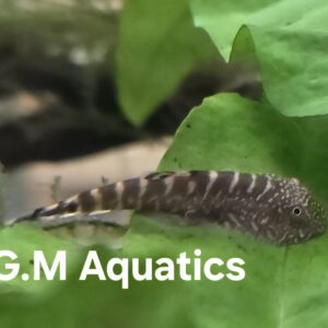 Borneo Sucker Loach