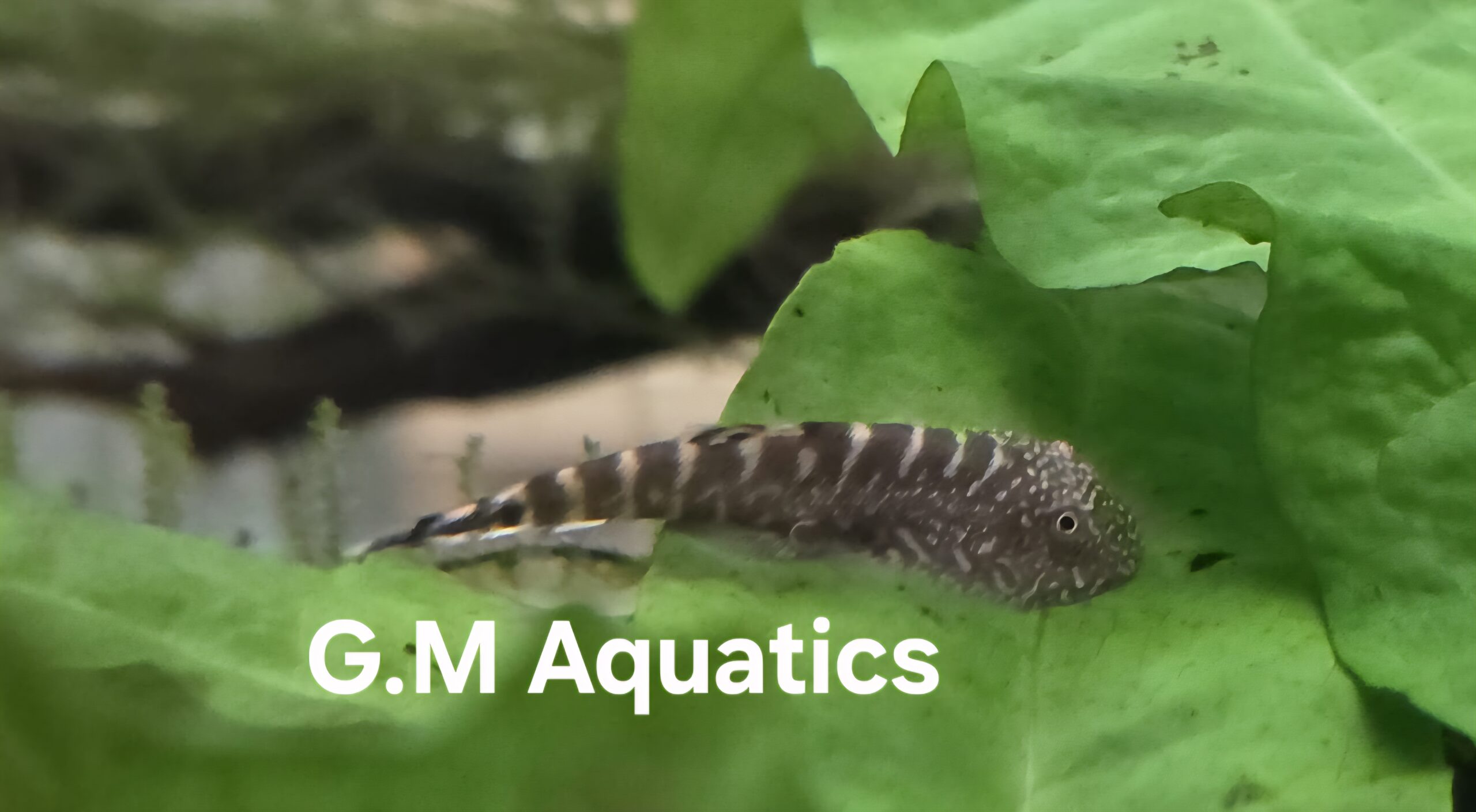 Borneo Sucker Loach