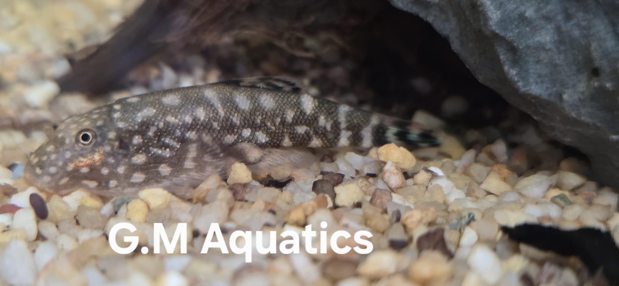 Borneo Sucker Loach - Image 3