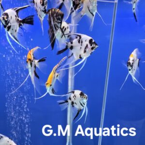 Angelfish XL Pterophyllum scalare