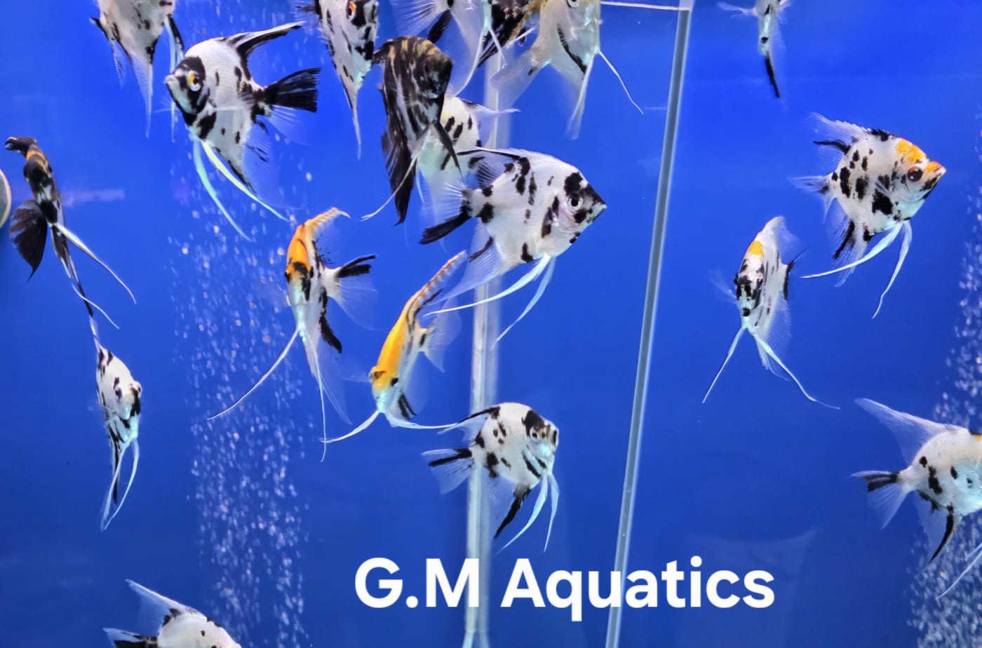 Angelfish XL Pterophyllum scalare
