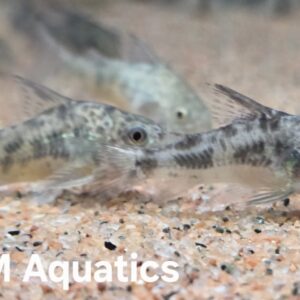 Corydoras Peppered 4cm