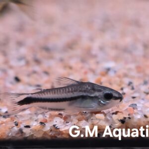 Pygmy Cory - Gastrodermus pygmaeus 1.5cm