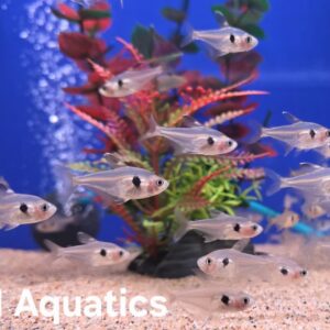 Red Phantom Tetra -  Megalamphodus Sweglesi