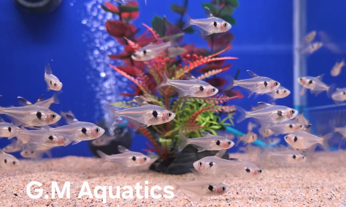 Red Phantom Tetra - Megalamphodus Sweglesi