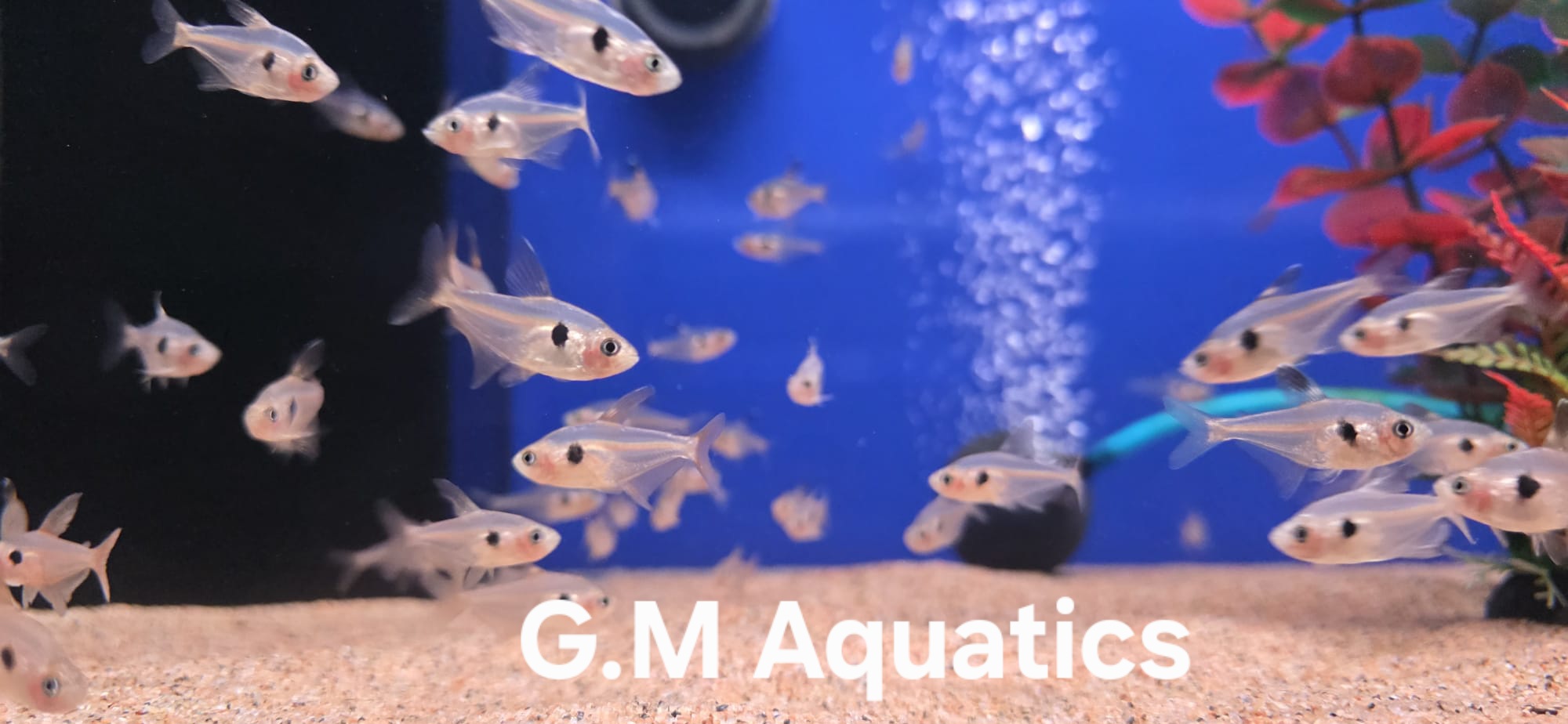 Red Phantom Tetra - Megalamphodus Sweglesi - Image 3