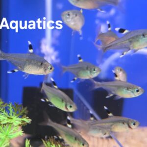 X- Ray Tetra Pristella maxillaris