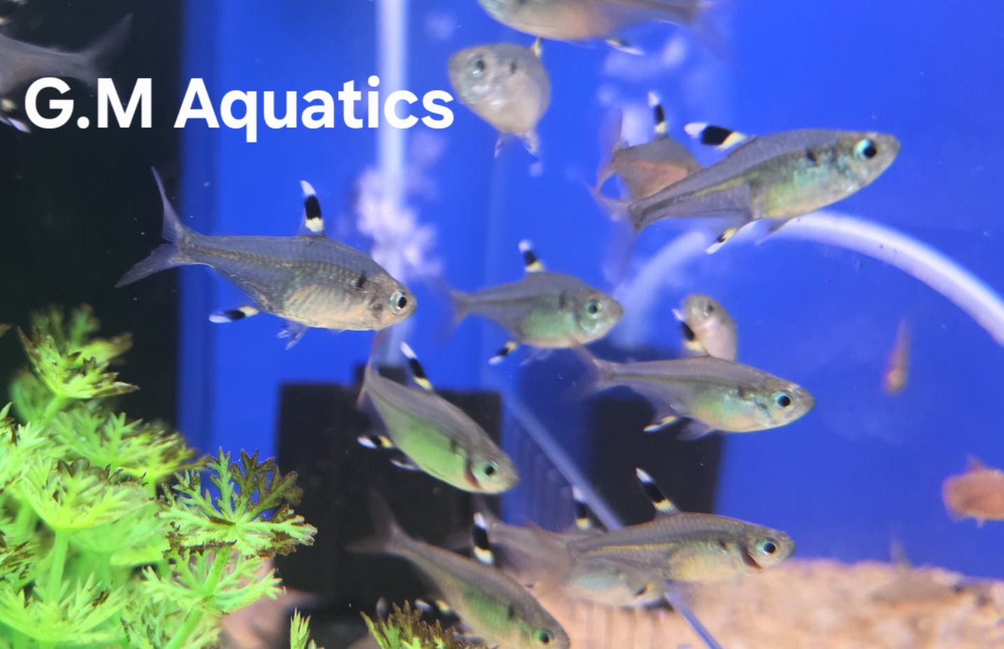 X- Ray Tetra Pristella maxillaris