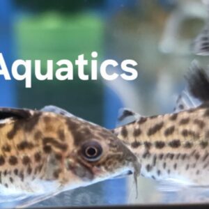 Agassiz's Cory - Brochis Agassizii