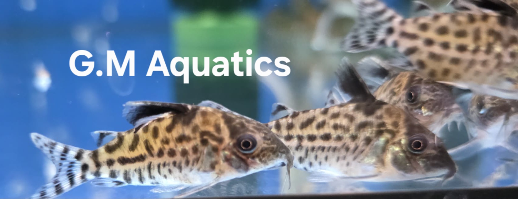 Agassiz's Cory - Brochis Agassizii