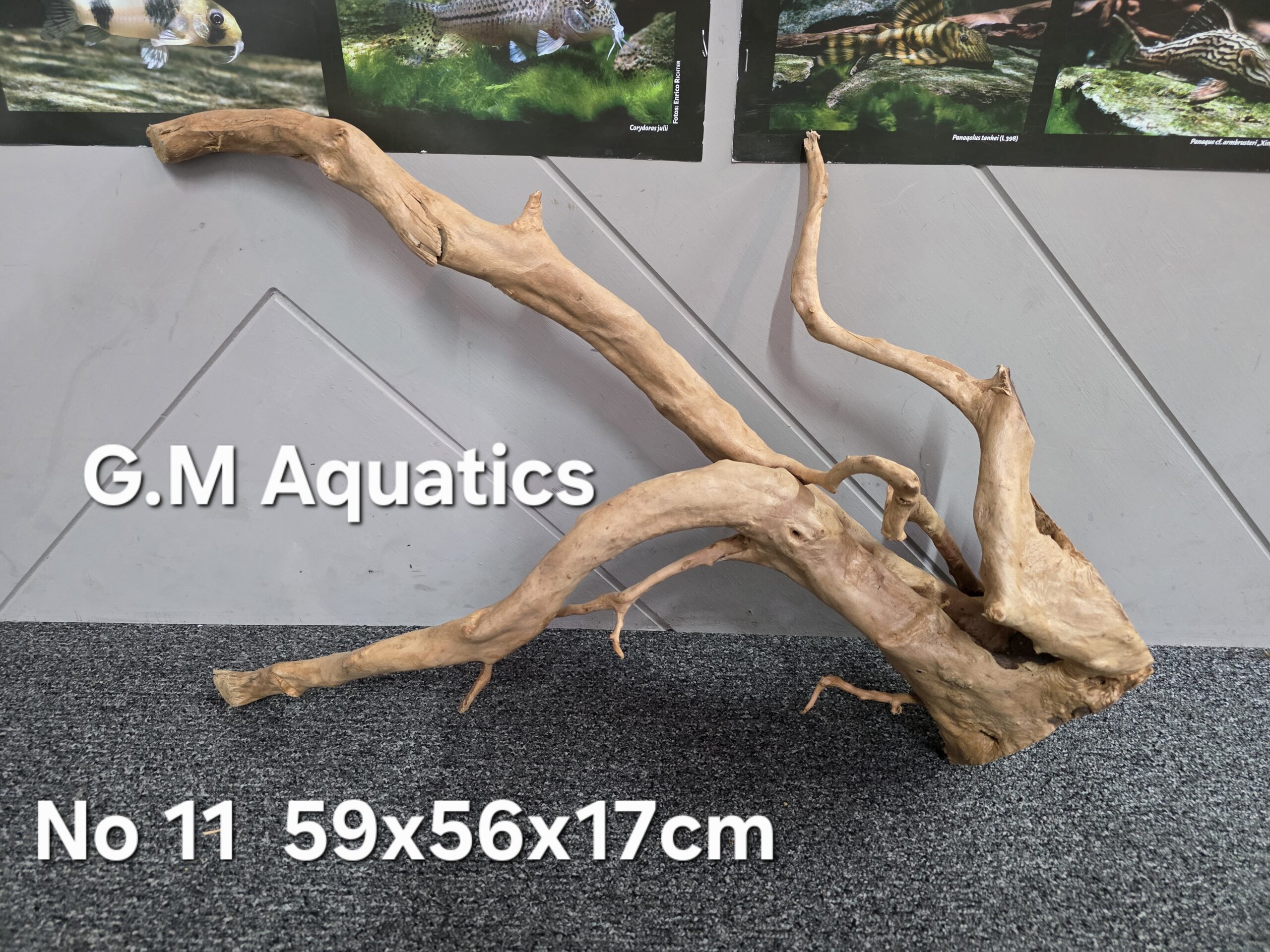 Red moor / Azalea wood No 11 59x56x17cm