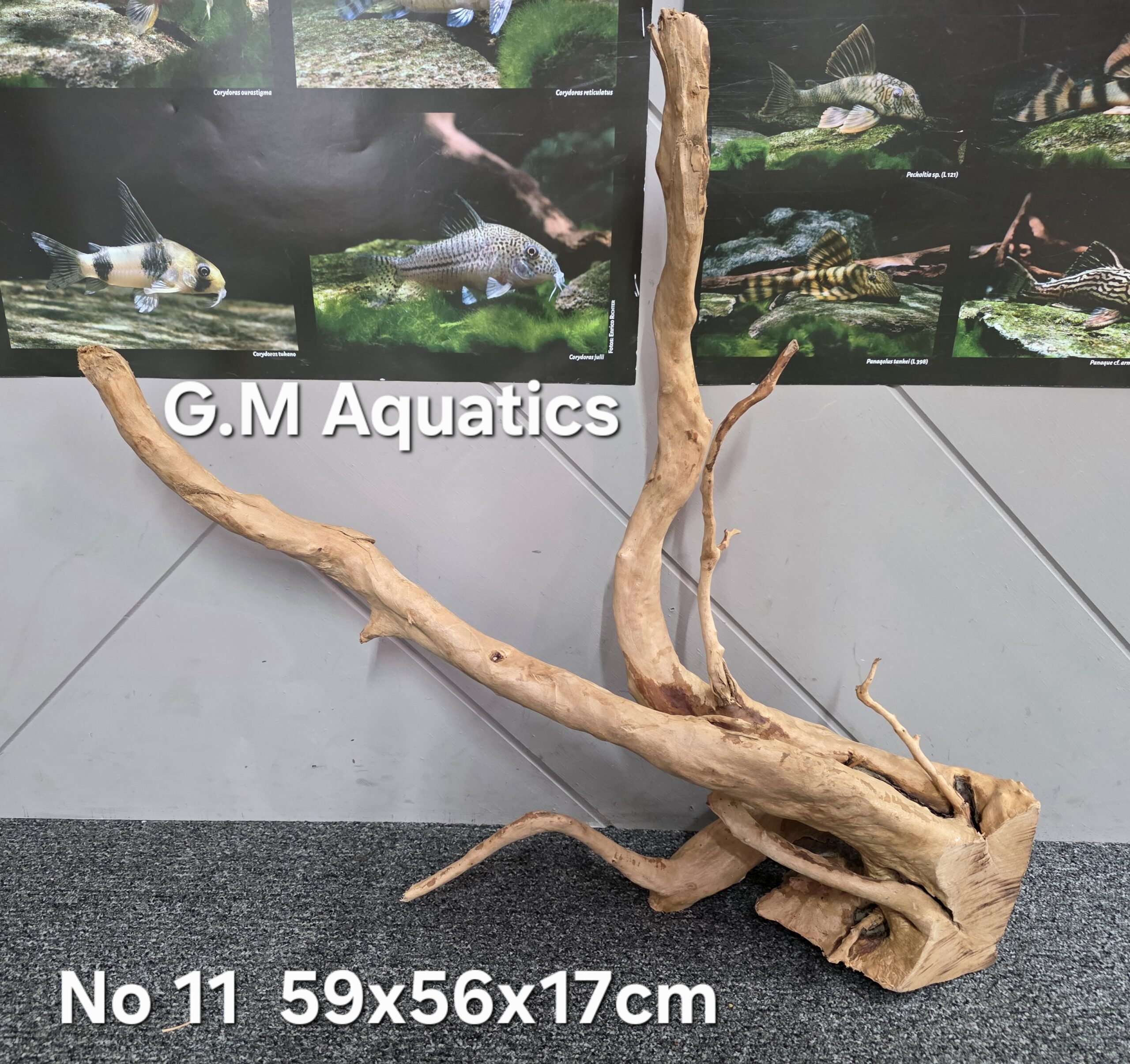 Red moor / Azalea wood No 11 59x56x17cm - Image 3