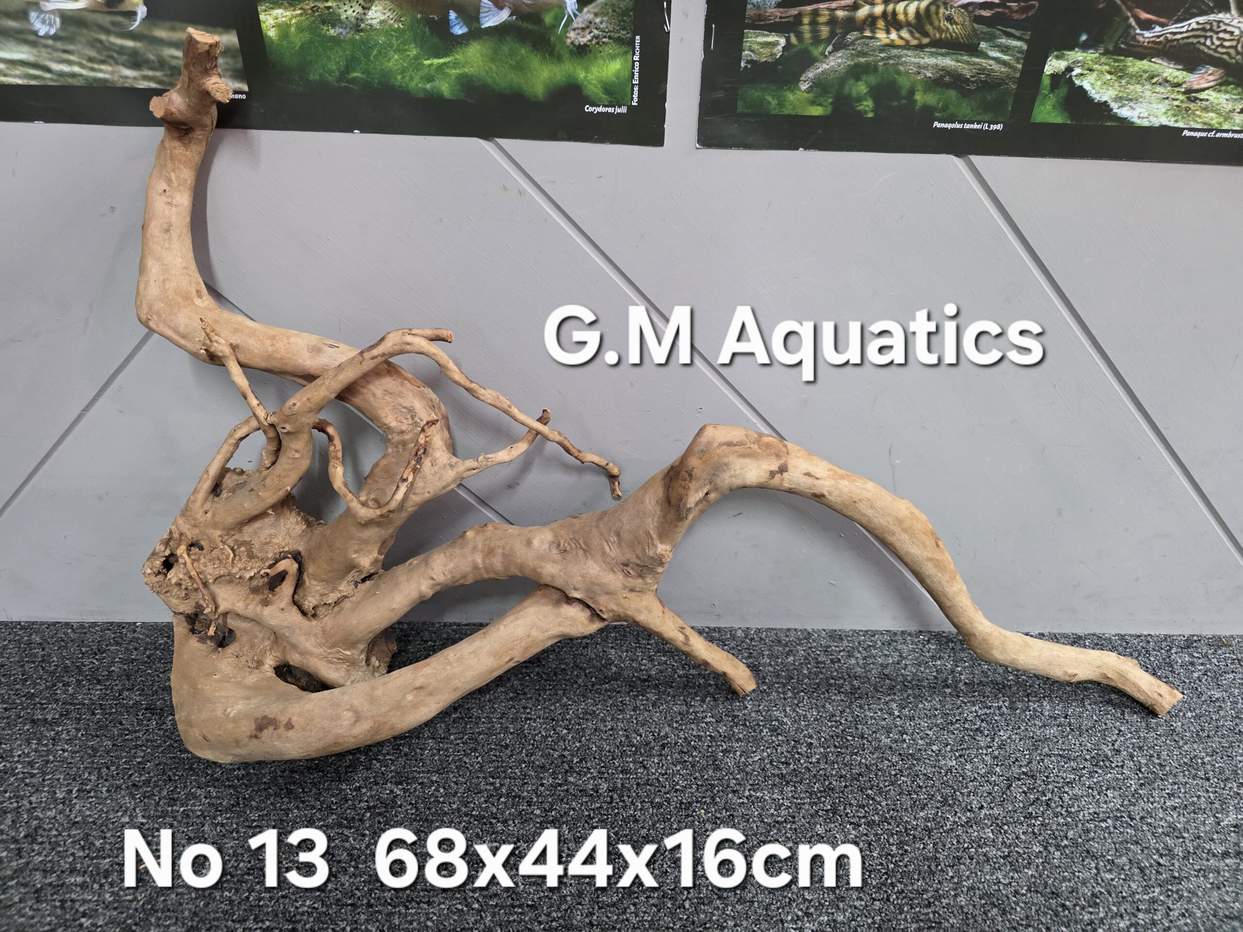 Red moor / Azalea wood No 13 68x44x16cm