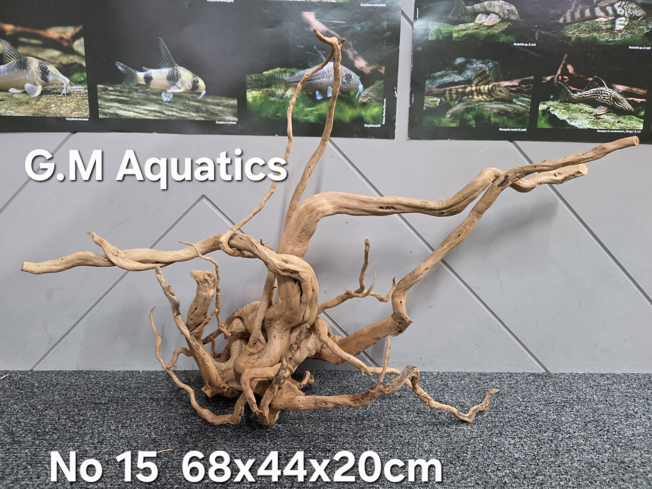 Red moor / Azalea wood No 15 68x44x20cm