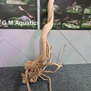 Red moor / Azalea wood  No 5  37x33x63cm