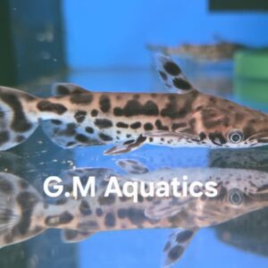 Bottlenose Catfish - Ageneiosus marmoratus - Jaguar Dolphin catfish