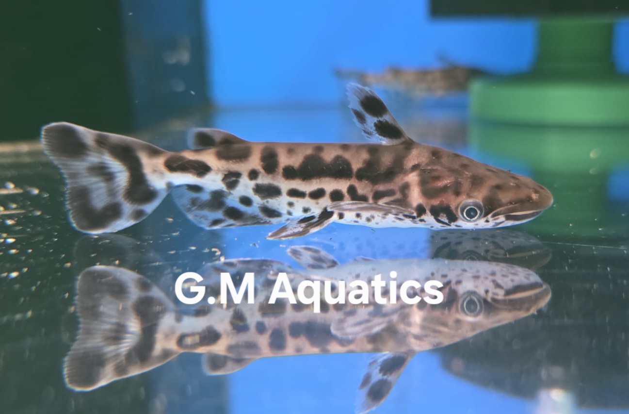 Bottlenose Catfish - Ageneiosus marmoratus - Jaguar Dolphin catfish