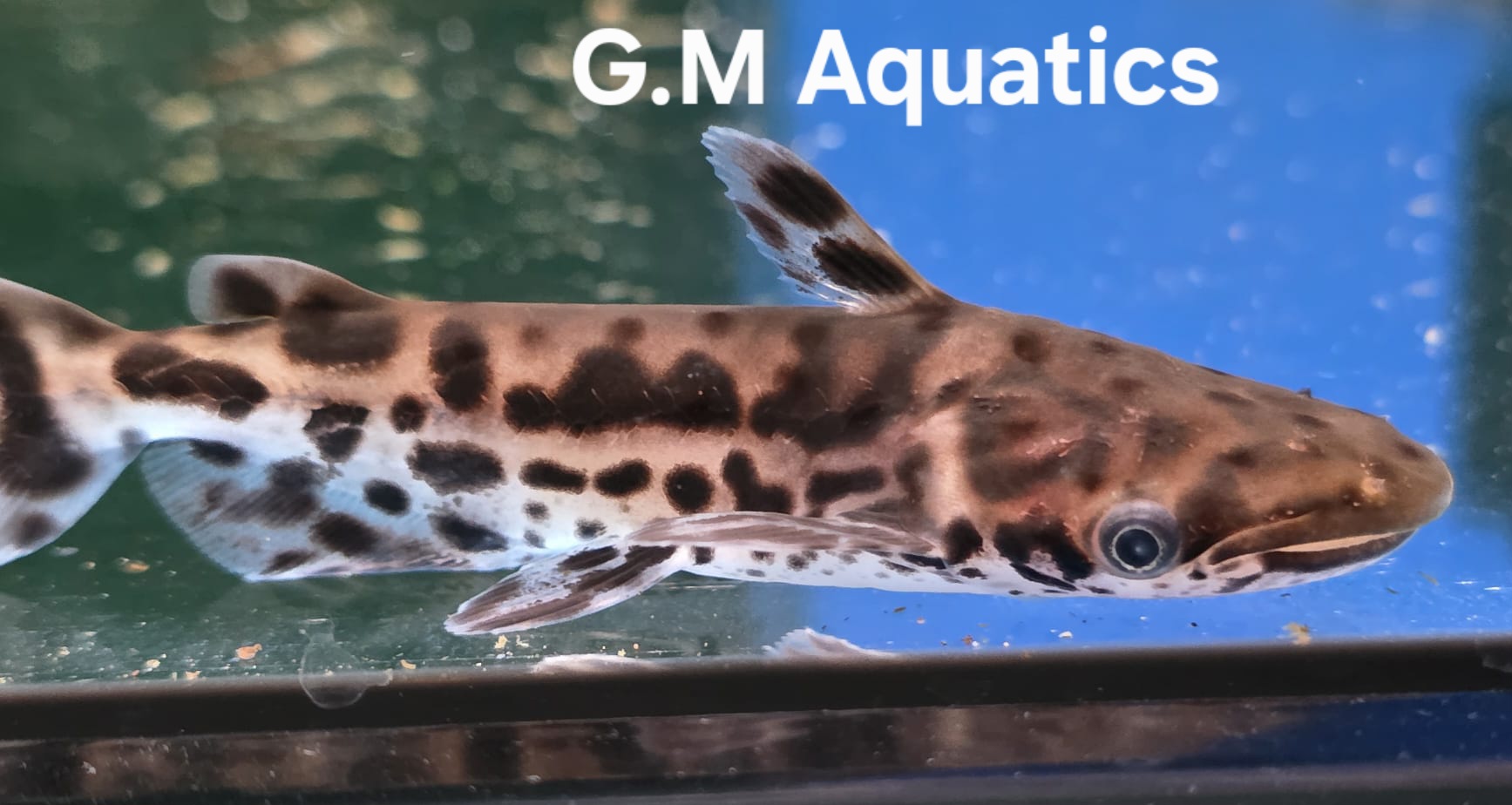 Bottlenose Catfish - Ageneiosus marmoratus - Jaguar Dolphin catfish - Image 3