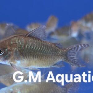 Corydoras Geryi - Brochis Geryi