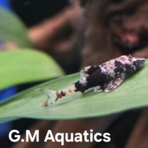 Rhinotocinclus Isabelae - Bumblebee Otocinclus