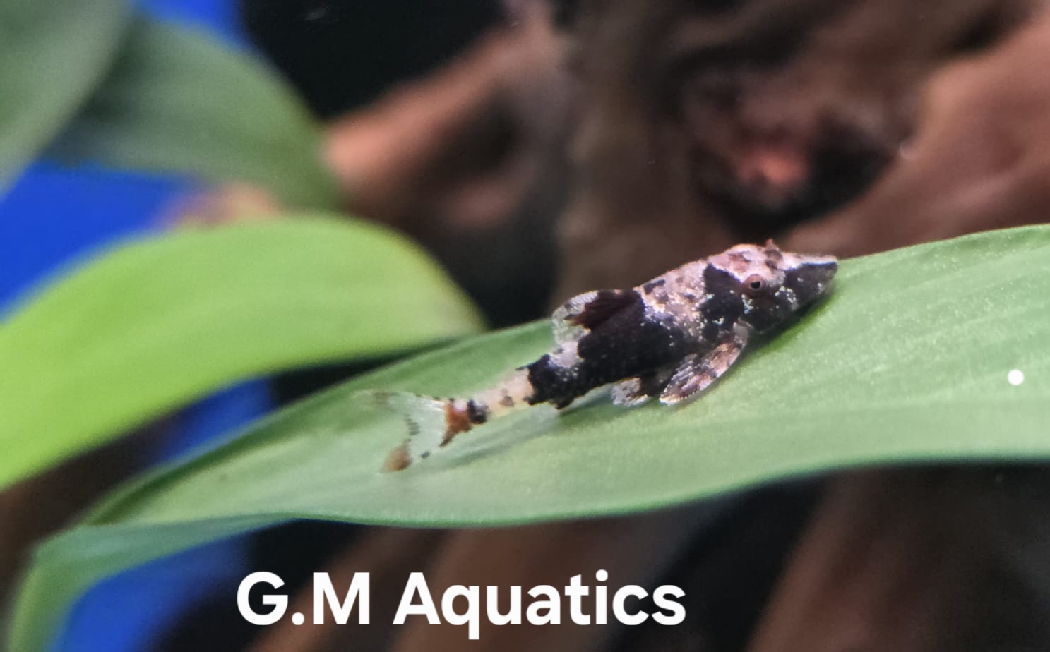 Rhinotocinclus Isabelae - Bumblebee Otocinclus