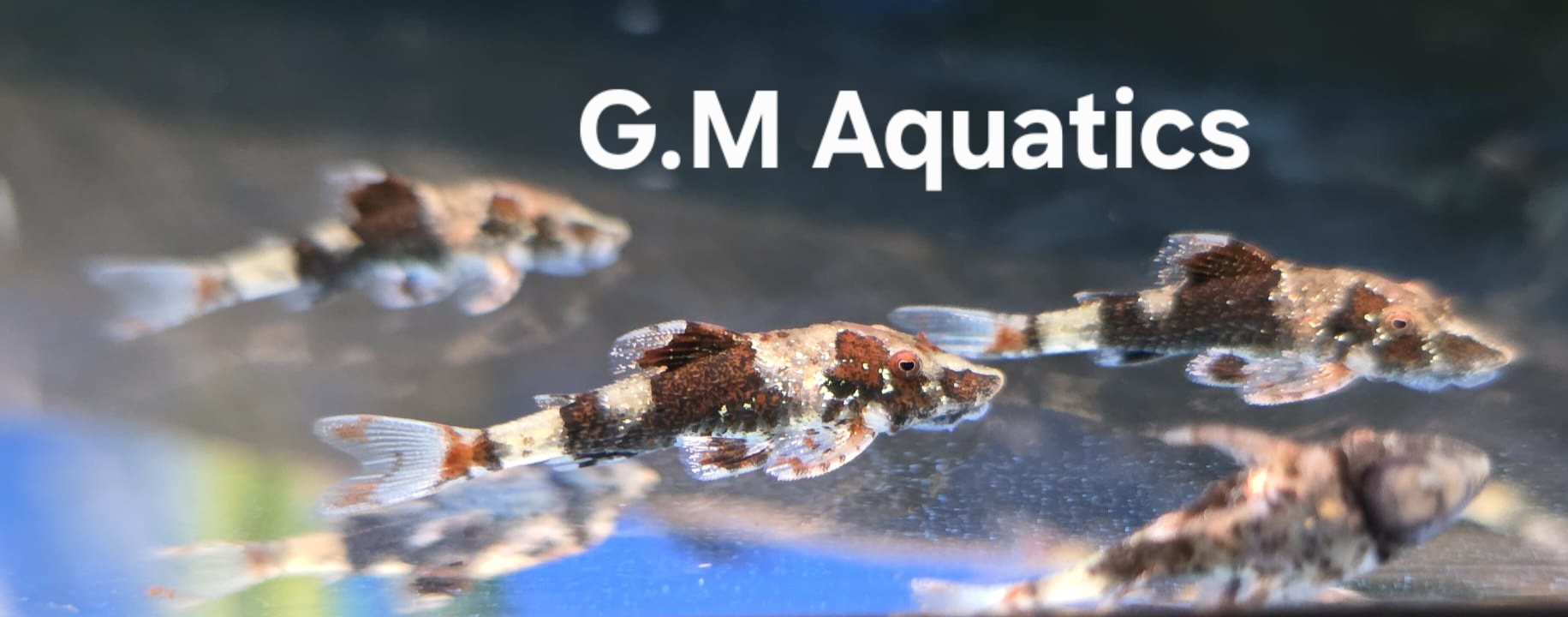 Rhinotocinclus Isabelae - Bumblebee Otocinclus - Image 3
