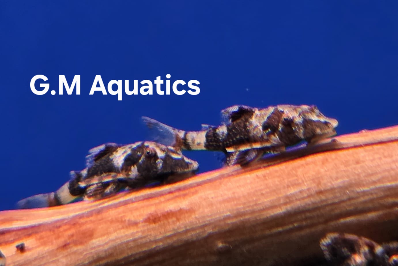Rhinotocinclus Isabelae - Bumblebee Otocinclus - Image 4