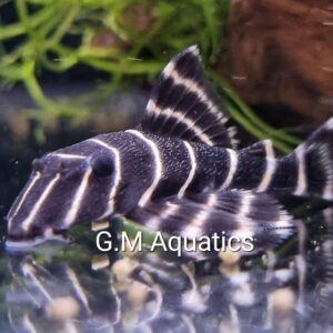 Flash Plec L204  -  Panaqolus albivermis