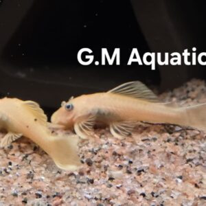 Ancistrus Lemon Yellow short fin 4-5cm