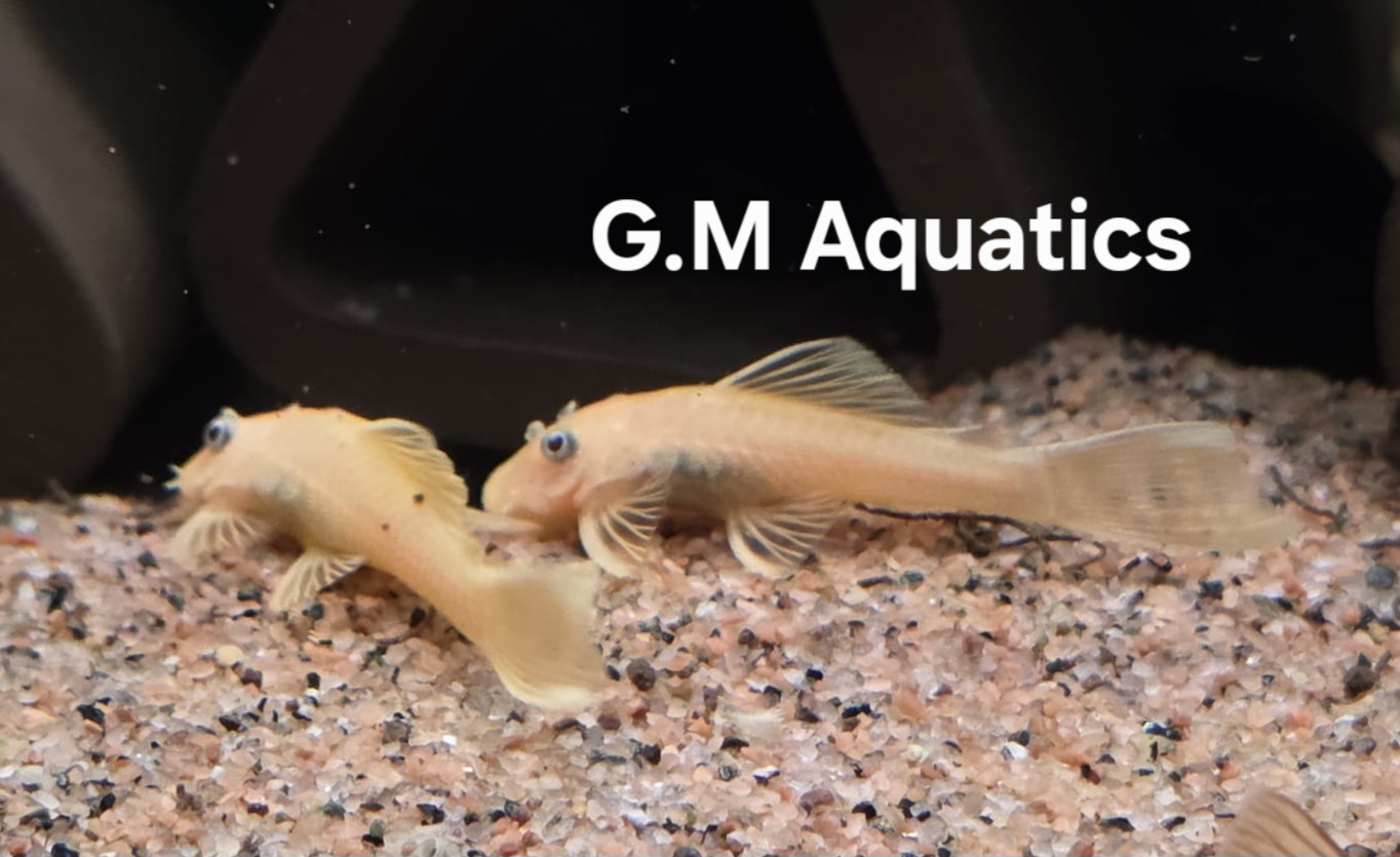 Ancistrus Lemon Yellow short fin 4-5cm