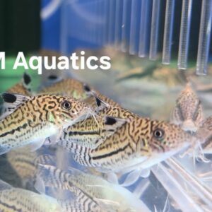 Brochis Leopardus - Corydoras C102