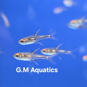 Morse Code Tetra  Hemigrammus sp. “Morse Code”